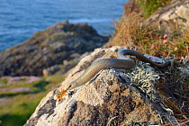 Slow worm (Anguis fragilis) sunning on a lichen covered boulder on coastal clifftop grassland, Cornwall, UK, May.
