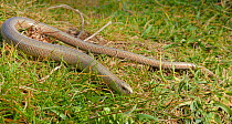 Slow worm (Anguis fragilis) on coastal grassland, Cornwall, UK, May.