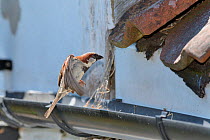 House sparrow (Passer domesticus) male flying to its nest entrance under old tiles with insect prey to feed its chicks with, Wiltshire, UK, June.