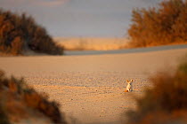 Fennec fox (Vulpes zerda) Wadi Hitan National Park UNESCO World Heritage Site, Egypt. November 2008.