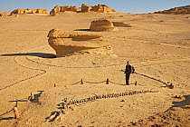 Man looking at fossilized whale at Wadi El Hitan (Whale Valley) Wadi Hitan National Park UNESCO World Heritage Site, Egypt. November 2008.