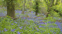 Tilt shot down from Common bluebells (Hyacinthoides non-scripta) flowering in woodland to ferns, Prior's Wood Avon Wildlife Trust Reseve, Bristol, England, UK, May.