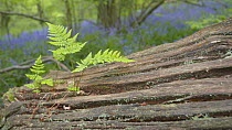 Panning shot from fern growing on fallen tree trunk to Common bluebells (Hyacinthoides non-scripta) flowering in woodland, Prior's Wood Avon Wildlife Trust Reseve, Bristol, England, UK, May.