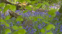 Pull focus shot from Beech (Fagus sylvatica) leaves to Common bluebells (Hyacinthoides non-scripta) flowering in woodland, Prior's Wood Avon Wildlife Trust Reseve, Bristol, England, UK, May.