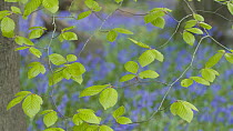 Pull focus shot from Beech (Fagus sylvatica) leaves to Common bluebells (Hyacinthoides non-scripta) flowering in woodland, Prior's Wood Avon Wildlife Trust Reseve, Bristol, England, UK, May.