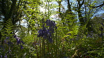 Tilt shot from Common bluebells (Hyacinthoides non-scripta) flowering in woodland up to the canopy, Prior's Wood Avon Wildlife Trust Reseve, Bristol, England, UK, May.
