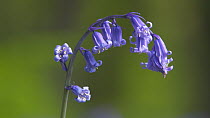 Close-up of a Common bluebell (Hyacinthoides non-scripta) in flower, Prior's Wood Avon Wildlife Trust Reseve, Bristol, England, UK, May.