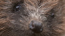 Close-up of a European hedgehog (Erinaceus europaeus) sniffing, Bristol, England, UK, 2016.