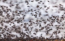 Alkali flies (Ephydra hians)  taking flight.  Mono Lake, California, USA. July.