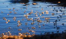 Alkali flies (Ephydra hians) on water at Mono Lake, California, USA. July.