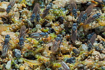 Alkali flies (Ephydra hians)  Mono Lake, California, USA.