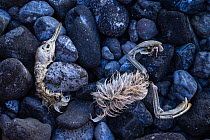 Dead and preserved Eared Grebe (Podiceps nigricollis) Paoha Island, Mono Lake. California, USA. September.