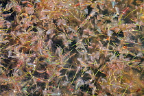 Brine shrimp (Artemia) the only other plentiful animal that survives under water at Mono Lake. Mono Lake, California, USA.