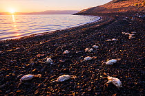 Eared grebes (Podiceps nigricollis) dead on Paoha Island. These grebes were most likely young ones, which were unable to get enough food when they stopped here in the previous fall during their southw...