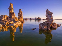 Tufa towers along Mono Lake, which form as sodium carbonate reacts with calcium rich spring water. Mono Lake, California, USA. September.