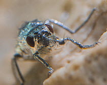Alkali fly (Ephydra hians) Mono Lake, California, USA.