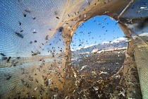 Alkali flies (Ephydra hians)  caught in an  insect net, Mono Lake, California, USA.