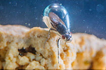 Alkali fly (Ephydra hians) underwater in protective air bubble. Mono Lake, California, USA. June.