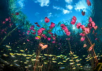 RF - Banded tetras (Astyanax aeneus) swimming  through a stand of Water lilies (Nymphaea mexicana) growing in a cenote (a freshwater sink hole) beneath trees. Carwash Cenote, Aktun Ha Cenote, Tulum, Q...