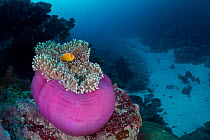 RF - Mgnificent sea anemone (Heteractis magnifica) balled up, home to a Pink anemonefish (Amphiprion perideraion) on the edge of a channel through a coral reef.  Ulong, Rock Islands, Palau, Mirconesia...