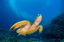 RF - A green turtle (green sea turtle: Chelonia mydas) swims over a coral reef. Rock Islands, Palau, Mirconesia. (This image may be licensed either as rights managed or royalty free.)