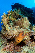 RF - Yellowmargin moray (Gymnothorax flavimarginatus) yawning as it extends out from an outcrop on a coral reef. Ras Mohammed National Park, Egypt. Red Sea. (This image may be licensed either as right...