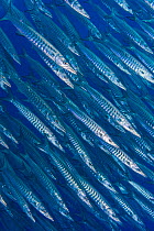 RF - School of blackfin barracuda (Sphyraena qenie) in open water off the wall of  Yolanda Reef, Ras Mohammed Marine Park,  Egypt. Red Sea. (This image may be licensed either as rights managed or roya...