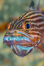 RF - Portrait of a male tiger cardinalfish (Cheilodipterus macrodon) holding its eggs in his mouth. Gubal Island, Egypt.  Gulf of Suez, Red Sea (This image may be licensed either as rights managed or...
