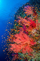 RF - Colourful coral reef wall, with orange Scalefin anthias fish (Pseudanthias squamipinnis) shoal, over red soft corals (Dendronephthya hemprichi and klunzingeri) in a current. Ras Mohammed National...