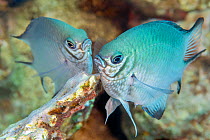 RF - Pair of White-belly damsel fish (Amblyglyphidodon leucogaster)  laying eggs on a coral reef.  Sharm El-Sheikh, Egypt. Red Sea. (This image may be licensed either as rights managed or royalty free...