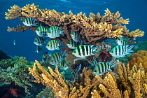 RF - Scissortail sergeants fish (Abudefduf sexfasciatus) sheltering beneath hard coral (Acropora sp.) in the evening on a coral reef,  Red Sea. (This image may be licensed either as rights managed or...