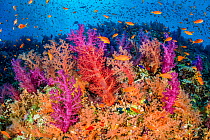 RF - Colourful coral reef wall, with orange Scalefin anthias fish (Pseudanthias squamipinnis) swarming over red, pink and orange soft corals (Dendronephthya hemprichi and klunzingeri) and (Scleronepht...