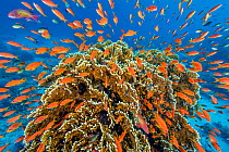 RF - A vibrant Red Sea coral reef scene, with orange female Scalefin anthias fish (Pseudanthias squamipinnis)  teeming over Fire coral (Millepora dichotoma) feeding on plankton brought to the reef by...