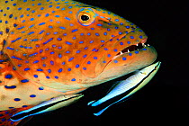 RF - Roving coralgrouper (Plectropomus pessuliferus) is cleaned by Bluestreak cleaner wrasse (Labroides dimidiatus). Ras Mohammed Marine Park; Sinai, Egypt. Red Sea (This image may be licensed either...