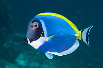 RF - Portrait of a Powderblue surgeonfish (Acanthurus leucosternon) on a coral reef. Similan Islands, Thailand. Andaman Sea, Indian Ocean. (This image may be licensed either as rights managed or royal...