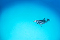 RF - Atlantic spotted dolphin (Stenella frontalis) over a shallow sand bank. Sandy Ridge, Little Bahama Bank, Bahamas. Tropical West Atlantic Ocean. (This image may be licensed either as rights manage...