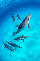 RF - Pod of Atlantic spotted dolphins (Stenella frontalis) swimming over a shallow, sandy seabed. North Bihmini, Bahamas. (This image may be licensed either as rights managed or royalty free.)