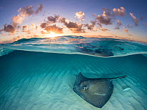 RF - Southern stingray (Dasyatis americana) swimming over sand in shallow water at dawn,  Cayman Islands, Caribbean Sea. (This image may be licensed either as rights managed or royalty free.)