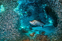 RF - Tarpon fish (Megalops atlanticus) hunting Silversides (Atherinidae) inside a coral cavern.  Cayman Islands, Caribbean Sea. (This image may be licensed either as rights managed or royalty free.)