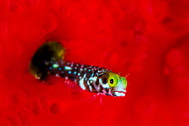 RF - Spinyhead blenny fish (Acanthemblemaria spinosa) extends out of its hole in a red sponge to snare passing food.  Caribbean Sea (This image may be licensed either as rights managed or royalty free...