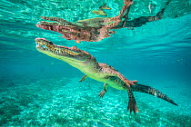 RF - American crocodile (Crocodylus acutus) reflected in the surface as it swims over a shallow seagrass meadow, close to mangroves. Jardines de la Reina, Gardens of the Queen National Park, Cuba. Car...
