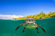 RF - Split level photo of an American crocodile (Crocodylus acutus) floating at the surface over a shallow seagrass meadow, close to mangroves. Gardens of the Queen National Park, Cuba. (This image ma...