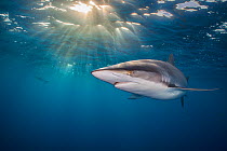 RF - Silky shark (Carcharhinus falciformis) swimming beneath the surface of the ocean, with evening sun burst. Gardens of the Queen National Park, Cuba. (This image may be licensed either as rights ma...