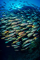 School of Bohar snapper (Lutjanus bohar) close to a coral reef. These fish are usually solitary and aggregate each summer in the Red Sea to spawn.  Shark Reef, Ras Mohammed, Sinai, Egypt. Red Sea.