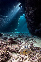 Blue spotted stingray (Taeniura lymma) inside a coral cavern, with beams of sun light. Umm Karaheem, St Johns Reef, Egypt. Red Sea