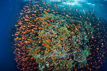 Scalefin anthias (Pseudanthias squamipinnis) shoal in front a coral reef, to feed on zooplankton brought to the reef by the current. Ras Mohammed National Park, Sinai, Egypt. Red Sea.