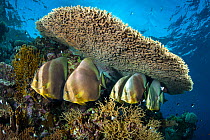 Group  of Circular spadefish (Platax orbicularis) gather at a cleaning station beneath a table coral (Acropora sp.) on a coral reef. Shark Reef, Ras Mohammed, Sinai, Egypt. Red Sea.