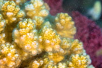 Hard coral (Pocillopora damicornis) spawning during the morning on a coral reef. The Alternatives, Sinai. Egypt. Red Sea