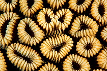Honeycomb coral (Favia favus). Marsa Shouna, Marsa Alam, Egypt. Red Sea