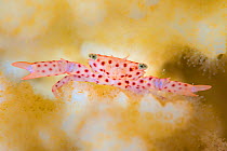 Red-spotted guard crab (Trapezia tigrina) in hard coral (Pocillopora sp.). Ras Torombo, Marsa Alam, Egypt. Red Sea